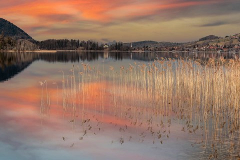 Scenic reflection of the vegetation at lake Schliersee in Bavaria, Germany, Europe