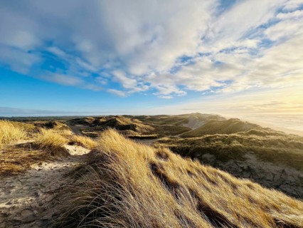 Dune landscape on the Danish west coast