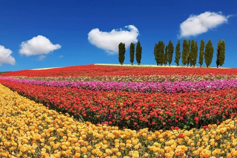 Huge fields of garden buttercups /ranunculus/ ripened for harvesting. Cypress alley decorated with
