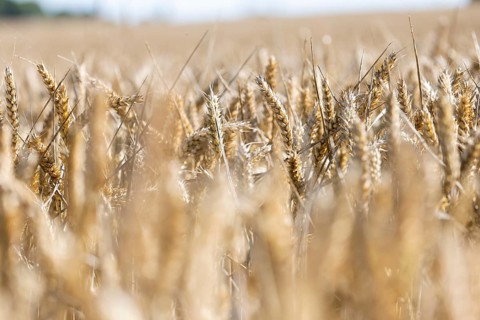 Wheat ears glowing in the sunlight in a field, Coxhill, Shepherdswell, Dover, Kent, Great Britain