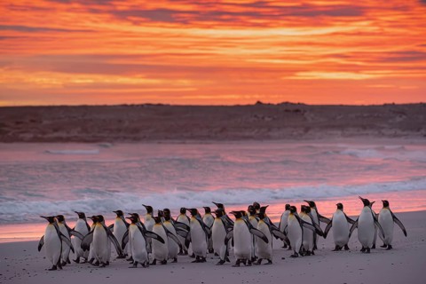 King penguins (Aptenodytes patagonicus), in the morning light on the beach, Volunteer Point,