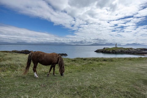 Brown horse grazing on a green meadow by the sea with Twr Mawr Lighthouse in the background, Ynys
