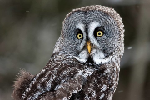 A captive great grey owl (Strix nebulosa) sits on a perch at a bird of prey sanctuary during winter