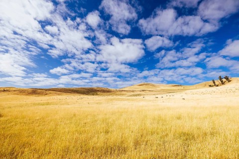 Summer time landscape in the Central Plateau Conservation Area near Ouse in Tasmania, Australia,