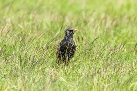 Common Starling in Green Grass (Sturnus vulgaris) European Starling