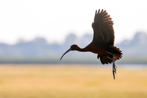 Glossy Ibis in Flight (Plegadis falcinellus)