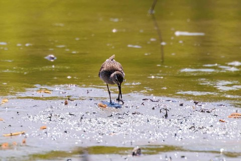 Sandpiper, Wood sandpiper in Shallow Water (Tringa glareola) Wader Bird Sandpiper