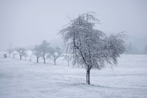 A lonely tree in a snowy landscape with fog in the background, Freudental, Allensbach, Lake