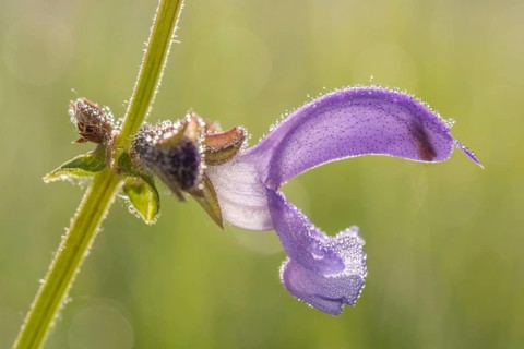 Sage flower in a clearing in the middle of a forest