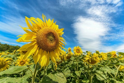 Sunflower flowers in a cultivated field in the french campaing
