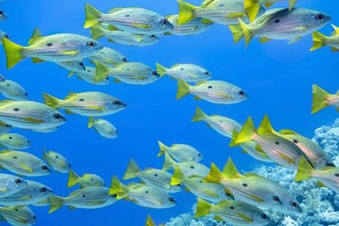 One Spot Snappers in the Red Sea Egypt