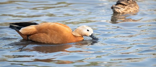 Ruddy Shelduck