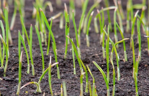 Young sprouts of wheat, growing grain crops in the field