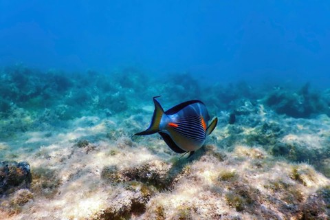 The Sohal Surgeonfish, sohal tang (Acanthurus sohal) Marine life