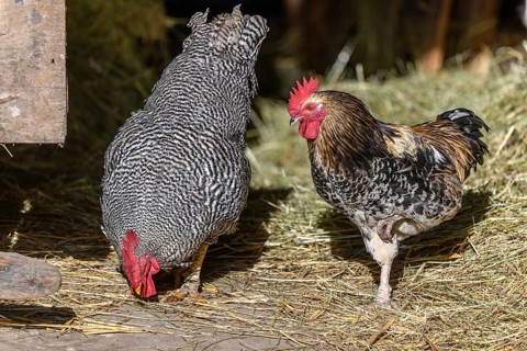 Raising free-range chickens in the open air on a farm. Bas-Rhin, Alsace, Grand Est, France, Europe