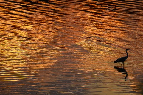 Silhouette of a gray heron (Ardea cinerea) on the banks of the Rhine at dusk. Sasbach am
