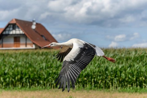 White stork (ciconia ciconia) taking flight. Bas-Rhin, Collectivite europeenne d'Alsace, Grand Est,