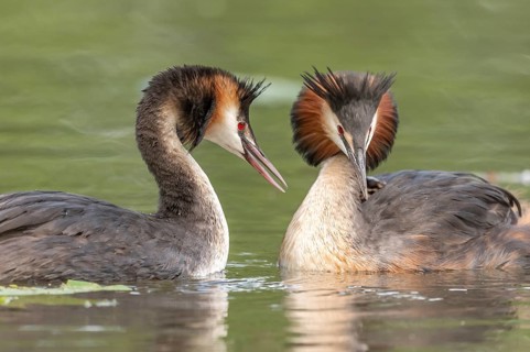 Couple of great crested grebe (Podiceps cristatus) in courtship display in a river. Bas-Rhin,