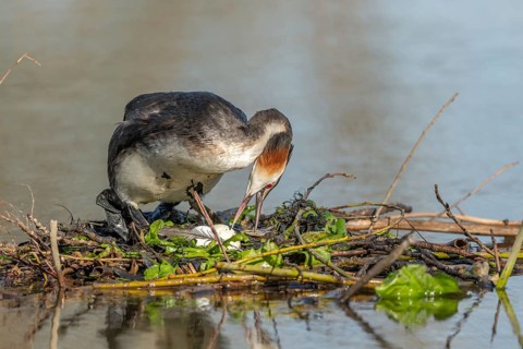 Great Crested Grebe (Podiceps cristatus) on its nest with two eggs. Bas-Rhin, Collectivite