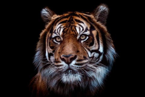 Front view of Sumatran tiger isolated on black background. Portrait of Sumatran tiger (Panthera