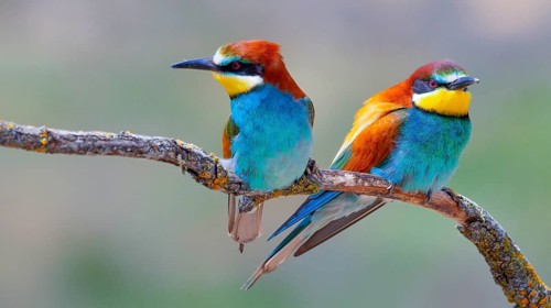 Bee-eater, Merops apiaster, Mediterranean Forest, Castilla y Leon, Spain, Europe