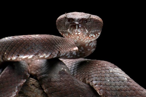 Flat nose pit viper in black background