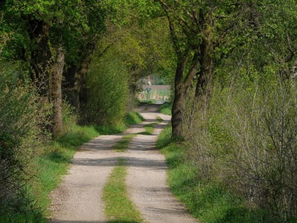 A green path winds through a wooded landscape, velen, münsterland, germany