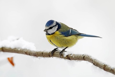 Blue tit, Cyanistes caeruleus, winter, snow