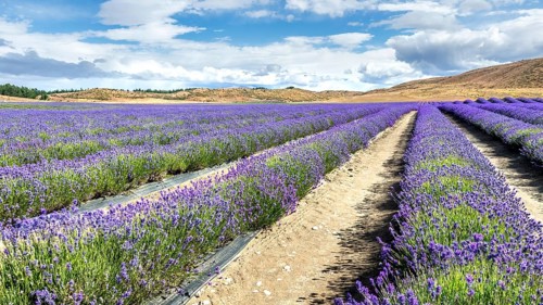 An image of a lavender field in New Zealand