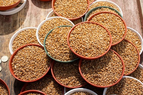 Whole wheat grains in bowl for sale for spilling out to feed bird