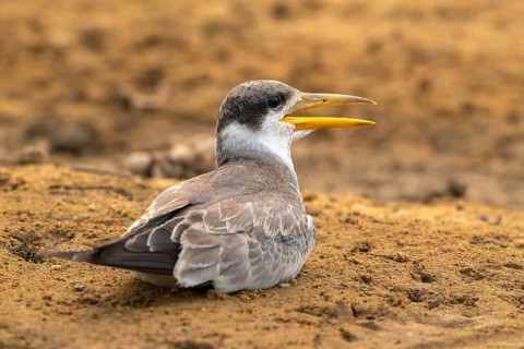 Large-billed Tern (Phaetusa simplex), Pantanal, inland, wetland, UNESCO Biosphere Reserve, World