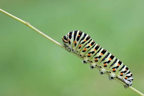 Swallowtail, Papilio machaon, caterpillar