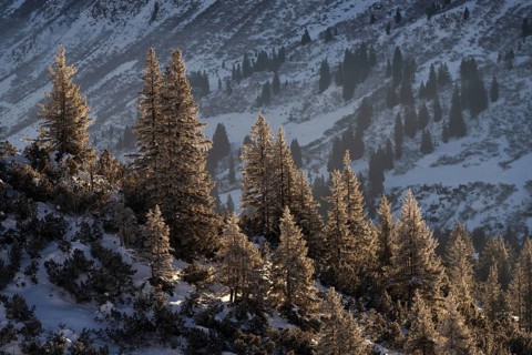 Kleinwalsertal in the Allgäu Alps in winter conifer trees in the early morning light