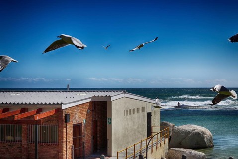 Seagulls over a beach hut in Cape Town, South Africa, Africa