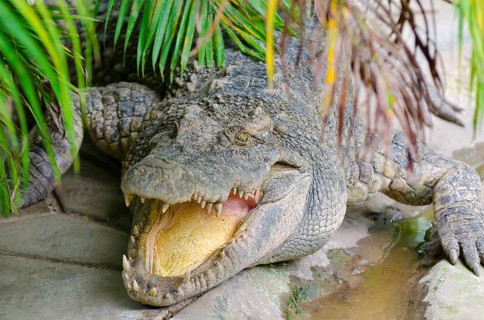 Crocodile lies with open mouth under green leaves