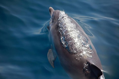 Dolphin watching