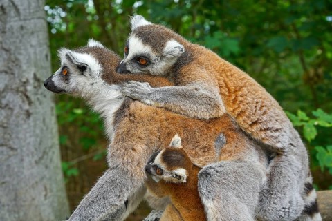 Ring tailed lemurs family outdoor forest