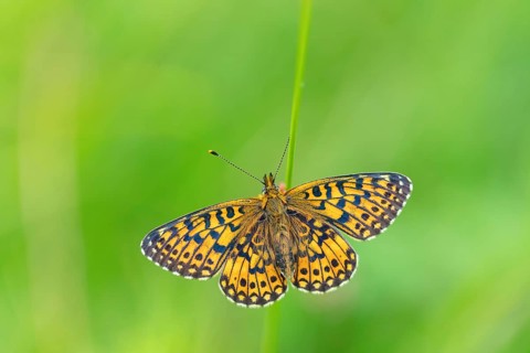 Small pearl-bordered fritillary, (Boloria selene), butterfly, butterfly, insect, macro, top view,