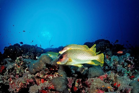 Red Sea sweetlips, Plectorhinchus gaterinus, Sudan, Africa, Red Sea, Africa