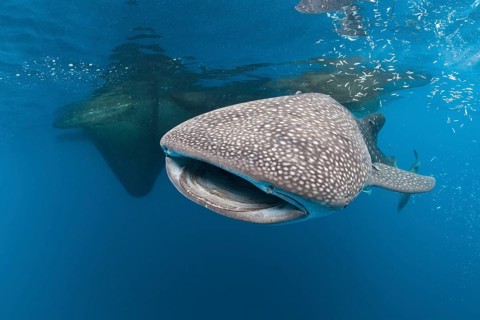 Whale shark, Rhincodon typus, Cenderawasih Bay, West Papua, Indonesia, Asia