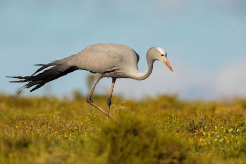 Paradise Crane, (Grus paradisea), (Anthropoides paradisea), Crane family, South Africa, Africa,
