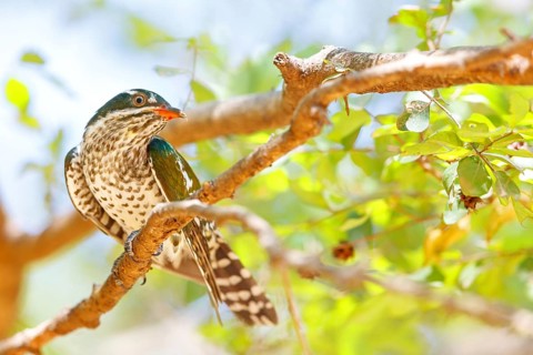 Golden cuckoo, Afrotropical species, family of golden cuckoos, cuckoo, (Chrysococcyx caprius), Wadi