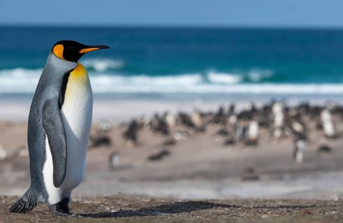 Animals, birds, penguins, a king penguin stands in front of a colony on the beach, (Aptenodytes