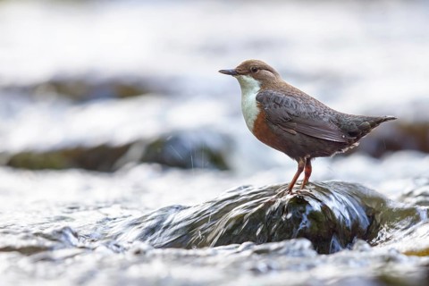 White-throated Dipper, (Cinclus cinclus), foraging at a mountain stream, animals, birds,