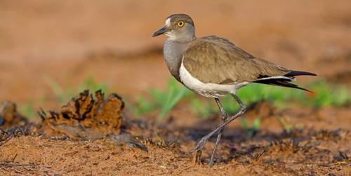 Lapwing (Vanellus lugubris), animals, birds, biotope, habitat, foraging, wader, plover family,