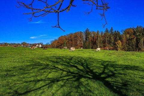 Grazing cows in a pasture with the shade of a tree in autumn, Leimbach, Thurgau, Switzerland,