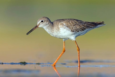 Redshank, (Tringa totanus), Animals, Birds, Snipe family, Raysut, Salalah, Sohar, Oman, Asia