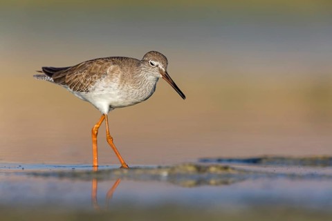 Redshank, (Tringa totanus), Animals, Birds, Snipe family, Raysut, Salalah, Sohar, Oman, Asia
