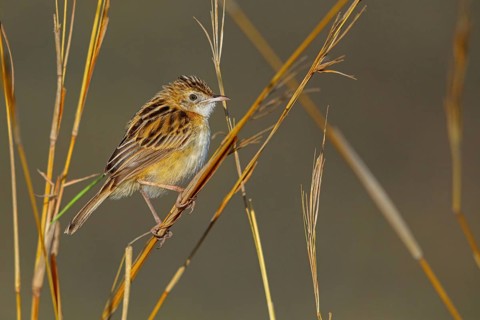 Cisticola, (isticola juncidis), animals, bird, songbird, perching, Midmar Nature Reserve, Howick,