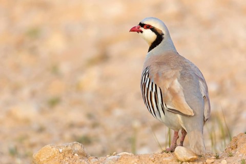 Chukar partridge, chukar, (Alectoris chukar), animals, birds, chukar partridge, pheasant family,